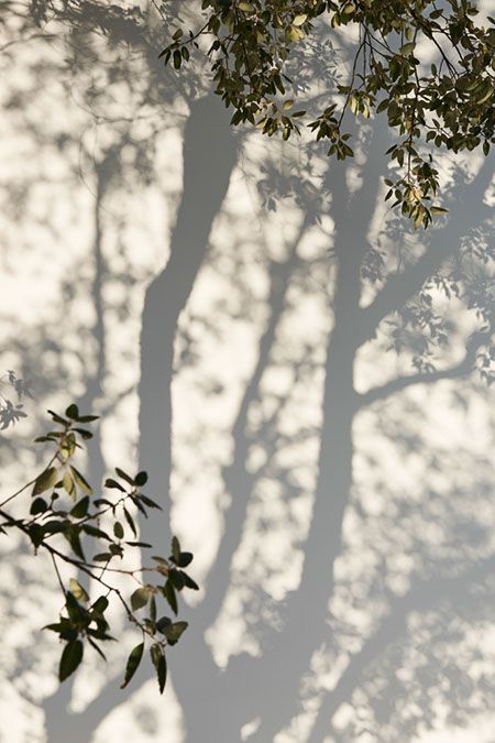 Light And Shadow Photography, Mood Inspiration, Robert Frank, Shadow Photography, Dappled Light, Shadow Art, The Shadow, Green Aesthetic, Arbor