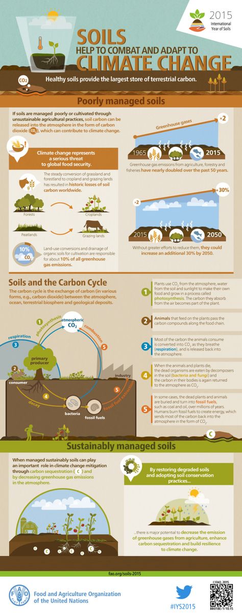 FAO-Infographic-IYS2015-fs5-en Carbon Cycle, Carbon Sequestration, Agriculture Education, Environmental Education, Soil Health, Environmental Science, Earth Science, Permaculture, Science And Nature