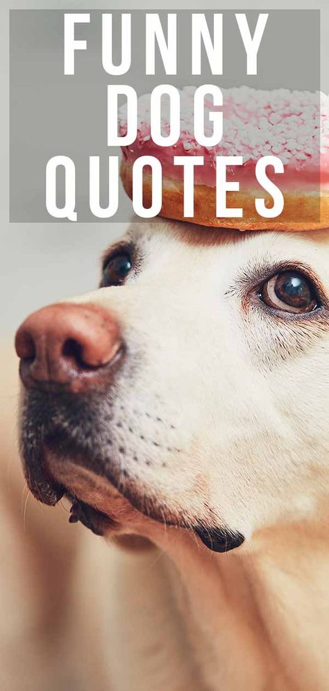 Dog Walking Quotes, Labrador Quotes, Funny Dog Names, Funny Dog Quotes, Funny Dog Tags, Cute Dog Quotes, Dog Mom Quotes, Puppy Quotes, Dog Thoughts