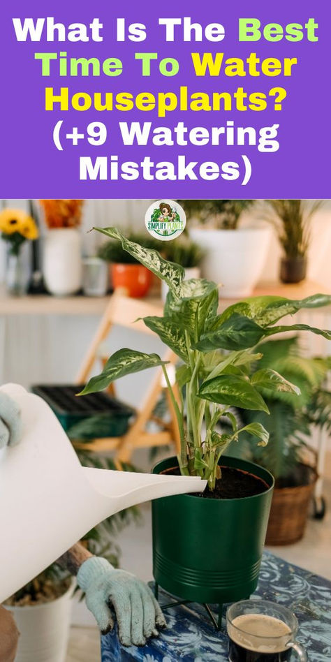 "Discover the best time to water houseplants and avoid common mistakes with 
our guide on how to bottom water plants. Learn effective bottom watering 
techniques for succulents and big indoor plants to ensure optimal growth. 
Say goodbye to overwatering and underwatering with tips on watering 
schedules and methods. Perfect your plant care routine today! 
#BottomWatering #WaterSucculents #BigIndoorPlants #HouseplantCare 
#PlantWateringMistakes" Watering Indoor Plants, Watering Succulents, Bottom Watering, Big Indoor Plants, Plants Grown In Water, Plant Watering System, Easy Indoor Plants, How To Water Succulents, Self Watering Plants