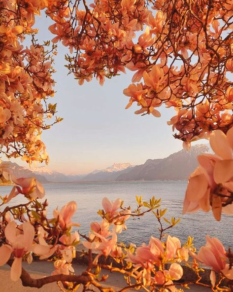 Landscape Photography Nature, Beach Background, Spring Pastels, Pretty Landscapes, Flower Boys, Beautiful Morning, Land Scape, Spring Flowers, Switzerland