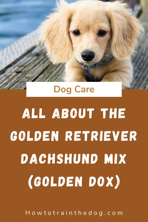 Golden Retriever Dachshund, Golden Dachshund, Daschund Puppies, Dachshund Breed, Golden Puppies, Golden Retriever Mix, Dachshund Mix, Dog Care, Health Issues