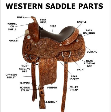 Looking at a horse saddle, have you ever wondered why there are so many parts in just a small thing? Well, this article is going to tell you how to name all parts of a Western saddle, what they are for, and how to select the right size saddle for you and your dear horse. […] The post 8 Parts of Western Saddle You Should Know appeared first on Horse is Love. Roping Saddles, Western Horse Saddles, Horse Camp, English Horse, Horse Training Tips, Western Horse Tack, Barrel Horse, Horse Dressage, Horse Tips