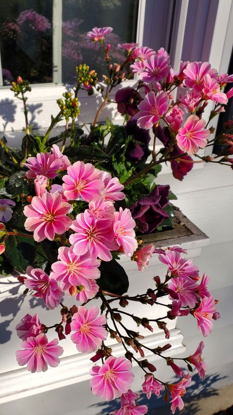 close up of Pink Lewisia flowers Flowers In Window Boxes, Flowers In Window, Fern Frond, Hogwarts Aesthetic, Relaxing Places, Fine Gardening, Gorgeous Flowers, To The Mountains, Lewis And Clark