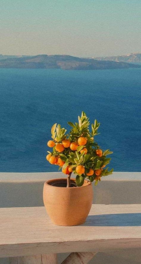 Santorini Photography, Citrus Tree, Mediterranean Aesthetic, Tattoo Plant, Greece Trip, Secret Photo, Citrus Trees, Images Esthétiques, Yellow Aesthetic