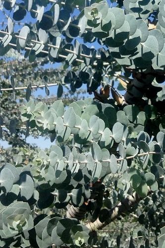 The Most Cold Hardy Eucalyptus Tree Varieties For Growing Outdoors | Wilson Bros Gardens Planting Eucalyptus Outside, Eucalyptus Plant Indoor, Eucalyptus Pulverulenta, Blue Point Juniper, Coral Bark Japanese Maple, Gardening For Dummies, Eucalyptus Trees, Landscape Plants, Tree Species