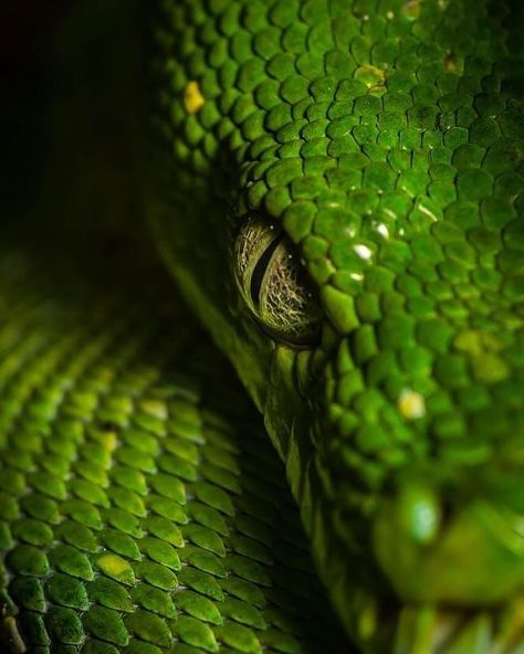 Hisssss…..🐍✨ . . . #shapeshifter #livelouder #shapeshifter #1716 #python #panthera #888 Emerald Tree Boa, Viper Snake, Snake Wallpaper, Beautiful Snakes, Green Snake, Art Gallery Wallpaper, Animal Nature, Snake Tattoo, Reptiles And Amphibians