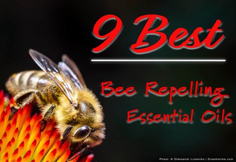 Use These 10 Essential Oils to Keep Bees Away (Humanely) - Pest Pointers Carpenter Bee Repellent Diy, Bee Spray, Bee Repellent, Getting Rid Of Bees, Essential Oil Bug Repellent, Repellent Diy, Sweat Bees, Lavender Spray, Citrus Essential Oil