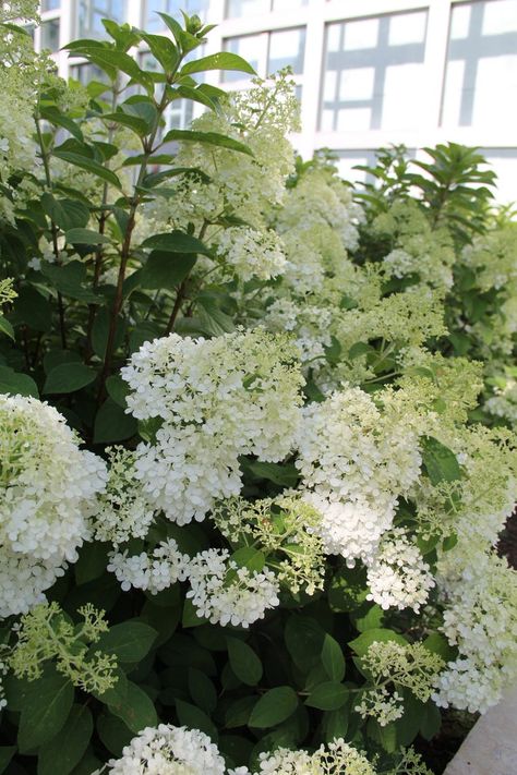 Plant of the week: Bobo panicle hydrangea Boho Hydrangea Plant, Bobo Hydrangea Companion Plants, Bobo Hydrangea Landscaping, Hydrangea Bobo, Bobo Hydrangeas, Bobo Hydrangea, Grandma Garden, Hydrangea Landscaping, Panicle Hydrangea