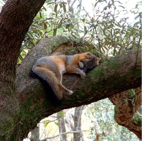 Grey fox in a tree. Fantastic Fox, Fabulous Fox, Animal Spirit Guides, Foxes Photography, Fox Illustration, Grey Fox, Pet Fox, Wild Dogs, Woodland Creatures