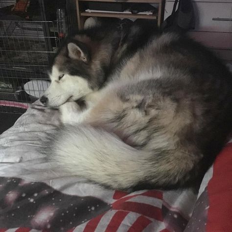 lazy mornings        Credit to : @mala.chin DoubleTap & Tag a Friend Below⤵ Follow us if you love Alaskan Malamute  ❣  Update videos everyday ❤ Love all :* Malamute Aesthetic, Alaskan Malamute Aesthetic, Greenland Dog, Husky Puppies, Snow Dogs, Alaskan Malamute, Husky Puppy, Dog Sledding, Siberian Husky