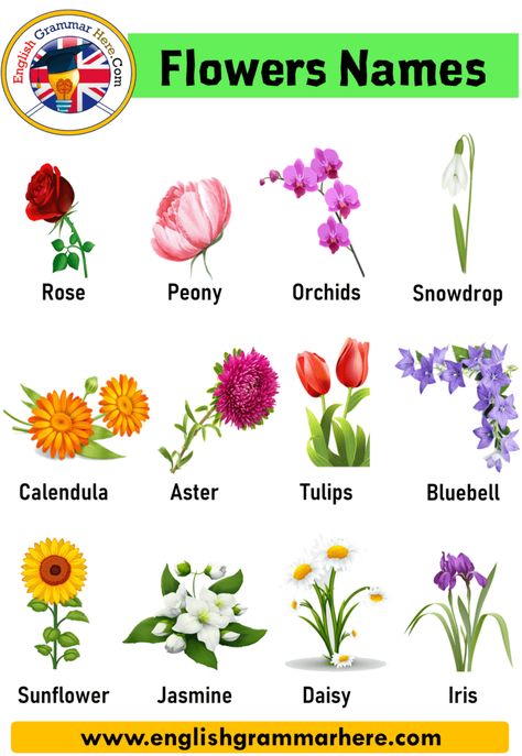 10 Flowers Name in English In this lesson, we will examine the topic of flower names in English. The world of flowering plants involves more than just short and long life. Hundreds of grapes, bushes and onions add beauty and color to the gardens. If you want to browse the world of flowers and learn the English names of flowers, read on! 1. Allium: Also known as a blooming onion, this plant grows from a bulbs or seed and produces purple spheres of purple flowers on long stalks. It grows in full Ornamental Plants With Names, Flowers Name In Hindi, Flowers Name In English, English Improvement, Names Of Flowers, Flowers Name List, Yarrow Plant, Flowers Name, English Flowers