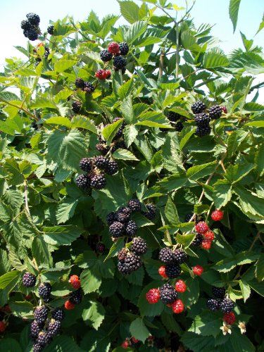 Blackberry Triple Crown Plants-Garden- Fruit-Thorn-less-B... Blackberry Tree, Thornless Blackberries, Blackberry Plants, Growing Blackberries, Gardening Gear, Growing Fruit, Triple Crown, Fruit Plants, Fruit Garden