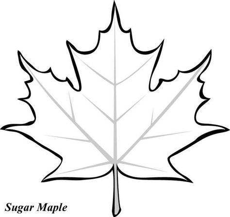 Maple leaves, Leaf template and Clip art England Clipart, Leaves Template Free Printable, Division Table, Maple Leaf Template, Canada Leaf, Leaves Silhouette, Fall Leaves Coloring Pages, Leaf Printable, Printable Leaves