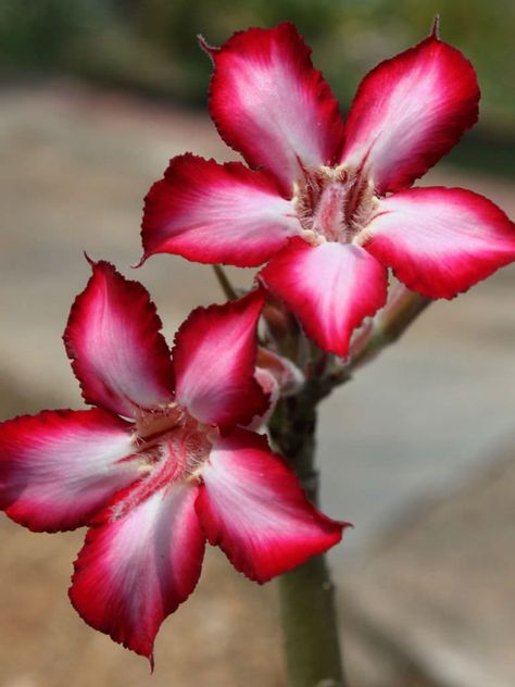 Adenium multiflorum (Impala Lily)  #adenium #succulentopedia #succulents #CactiAndSucculents #succulent #SucculentPlant #SucculentPlants #SucculentCollection #SucculentGarden #DesertPlants #BloomingSucculent #SucculentFlower #SucculentFlowers Impala Lily, Blooming Succulents, Flower Guide, Desert Flowers, African Flowers, Garden Shrubs, Belle Rose, Peonies Garden, Unusual Flowers