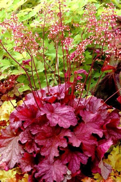 Coral Bells Plant, Coral Bells Heuchera, Hgtv Garden, Coral Bells, Best Perennials, Front Landscaping, Shade Perennials, Berry Smoothie, Clay Soil