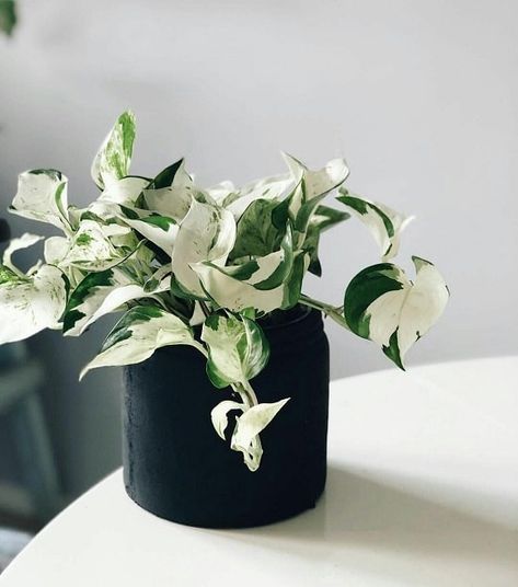 Tattoo Plant, Tanaman Indoor, Tanaman Pot, Plant Goals, نباتات منزلية, Ficus Elastica, Pothos Plant, Variegated Plants, Plant Aesthetic