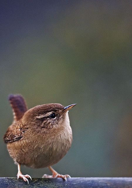 Sparrow Pictures, Wren Photography, Tattoo Animals, Brown Bird, Garden Birds, British Wildlife, Backyard Birds, Bird Pictures, Birds Tattoo