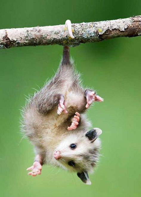 MYTH✨ An Opossums can hang from its tail: False! A baby opossum can hang from its tail for a few seconds, but an adult is too heavy. Besides, says Paula Arms of the National Opossum Society, that wouldn't help them survive. #animalfacts #opossum #wildife #D2ak #animals #myth Baby Possum, Awesome Possum, Different Animals, Pretty Animals, Biome, Australian Animals, Silly Animals, Cute Wild Animals, Sweet Animals