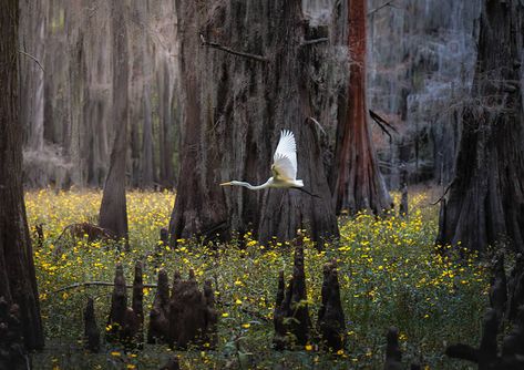 Photographer Sarfraz Durrani Captures Stunning Photos Of The Cypress Swamp Forests Of Texas Swamp Flowers, Bald Cypress Tree, Caddo Lake, Cypress Swamp, Beautiful Dogs Photos, White Heron, Bald Cypress, Surreal Photos, Flowers Photo