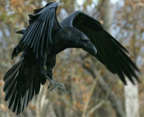 Raven in flight.: Crows Ravens, Animal Photography, The Crows, The Ravens Native American Myths, Rabe Tattoo, Quoth The Raven, Photo Animaliere, Raven Bird, Raven Tattoo, Jackdaw, Raven Art, Crows Ravens