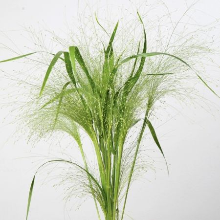 ORNAMENTAL GRASS SEEDS - PANICUM FROSTED EXPLOSION | Hardy Annual Seeds Frosted Explosion, Perennial Grasses, Ornamental Grass, Rose Fushia, Grass Wedding, Flower School, Border Plants, Flower Farmer, Flowers Bouquet Gift