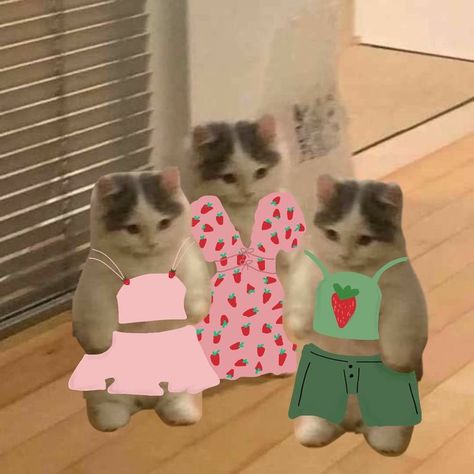 Wholesome Cat, Gta Funny, Friends Outfits, Nunchucks, Cat Profile, Strawberry Dress, Reaction Pic, Cat Stands, Cute Fantasy Creatures