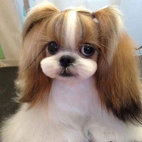 Teddy Bear Dog Haircut Shih Tzu, Shih Tzu Grooming Styles Teddy Bears, Cut Puppies, Shih Tzu Haircut, Shitzu Haircuts, Shitzu Dogs Haircuts, Shih Tzu Long Hair, Shih Tzu Hair Styles, Gigi Hair