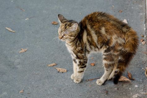 Tail Talk: What Your Cat's Tail Is Telling You - Cattitude Daily Cat Tail Language, Fluffy Cat Breeds, Christmas Cat Collar, Enjoying The Moment, Spoiled Cats, Best Cat Food, Cat Pad, Rare Cats, Cat Purr