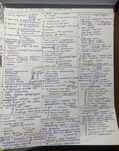 Biological Classification Short Notes, Animal Kingdom Short Notes, Animal Kingdom Notes Neet, Animal Kingdom Notes Class 11, Animal Kingdom Notes, Biology Tricks, Biology Class 11, Bio Notes, Neet Notes