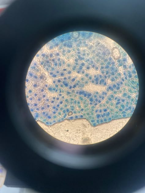 Blue Biology Aesthetic, Cytology Aesthetic, Microscopy Aesthetic, Biology Research Aesthetic, Science Internship Aesthetic, Science Woman Aesthetic, Mint Science Aesthetic, Bio Technology Aesthetic, Molecular Biology Lab Aesthetic