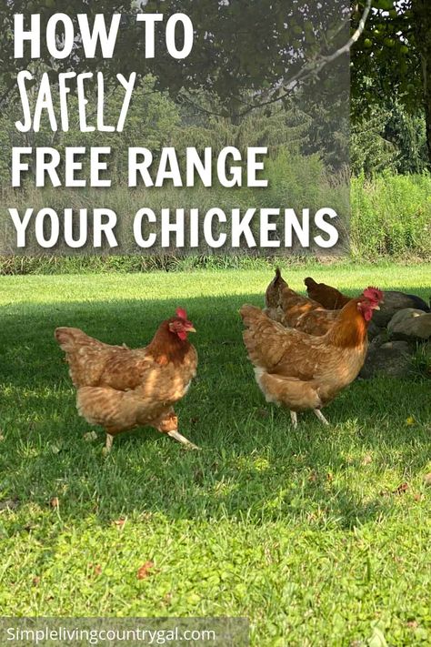 Discover the best practices for keeping your free-range chickens safe from predators with these helpful tips. Learn about using temporary fencing, keeping a rooster, and being vigilant to ensure the safety of your flock. Don't miss out on the benefits of letting your chickens roam freely – learn how to keep them safe while doing so. How To Keep Chickens, Chicken Pecking, Chicken Roost, Chicken Poop, Egg Quality, Chicken Health, Chicken Eating, Free Range Chickens, Better Homes And Garden