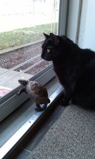 "Window Watching..." - [someone else's caption] Cat And Turtle, Unusual Animal Friends, Watching Friends, Tony Perry, Unlikely Friends, Forever Friends, Animals Friendship, Unusual Animals, A Black Cat