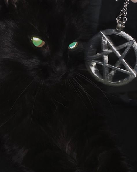 Goth Cat Pfp, Pentagram Pfp, Alt Pfp Aesthetic, Goth Aesthetic Pictures, Emo Cat Pfp, Aesthetic Goth Pfp, Goth Profile Picture, Ded Insaid, Witchy Pfp