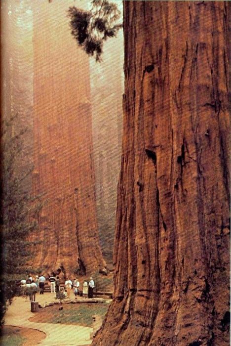 Red Woods California ~ So excited California Redwoods, Matka Natura, Muir Woods, Redwood Tree, Redwood Forest, Sequoia National Park, Red Wood, Alam Semula Jadi, Big Sur