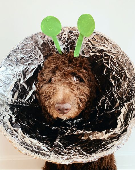 Alien Dog Costume, Cone Head, Space Costumes, Dog Cone, Cone Of Shame, Dog Spaces, Alien Costume, Oscar The Grouch, Dog Costumes