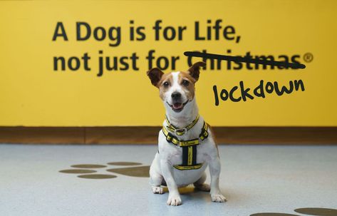 Dogs are for life, not just for lockdown, urge the Dogs Trust Famous Slogans, Garden Room Ideas, Smooth Fox Terriers, Gardening Tricks, Pooper Scooper, Charity Project, Dogs Trust, Fox Terriers, Getting A Puppy