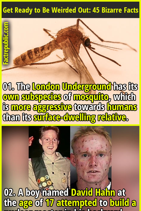 01. The London Underground has its own subspecies of mosquito, which is more aggressive towards humans than its surface-dwelling relative. #london #underground #subspecies #animal #science #knowledge #education #bizarre #strange Crazy History Facts, Weird Facts Random, Random Facts Interesting, Funny History Facts, Crazy Animal Facts, Weird Science Facts, Weird Fun Facts, Human Facts, Funny Weird Facts