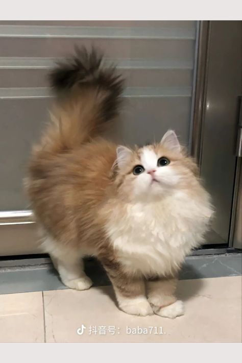 Cute Cat Fluffy, Cute Cats Fluffy, Fluffy Orange And White Cat, Pretty Cats Aesthetic, Cute Fluffy Cats, Fluffy Cat Breeds, Cute Fluffy Kittens, Fluffy Cats, Elegant Cat