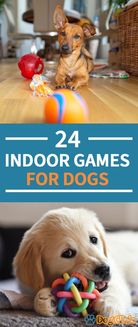 Dog Games Indoor, Activities For Dogs, Games For Dogs, Dog Boredom, Games Indoor, Fun Indoor Activities, Dog Enrichment, Best Dog Toys, Dog Games