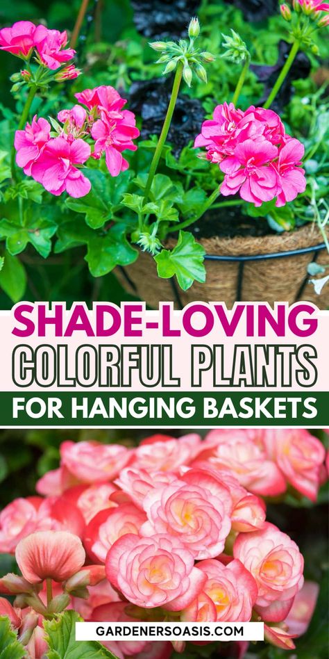 Best Hanging Basket Plants For Shade | Gardening Tips Hanging Basket Plants, Part Shade Plants, Plants For Shade, Shade Gardening, Window Box Flowers, Plant Benefits, Plants For Hanging Baskets, Asparagus Fern, Hanging Flower Baskets