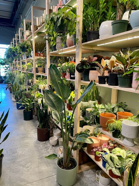 PlantHouse Augusta, GA | DIY Workshops & House Plant Store Terrarium Workshop, Plant Jungle, Succulent Ideas, Store Inspiration, Plant Store, Candle Kits, Augusta Ga, Plant Shop, Terrariums Kits