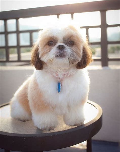 Top 10 Popular Shih Tzu Haircuts (30+ Pictures) | The Paws Shitzu Haircuts, Shih Tzu Hair Styles, Baby Shih Tzu, Psy Chihuahua, Puppy Haircut, Perro Shih Tzu, Shih Tzu Haircuts, Chien Shih Tzu, Shitzu Dogs