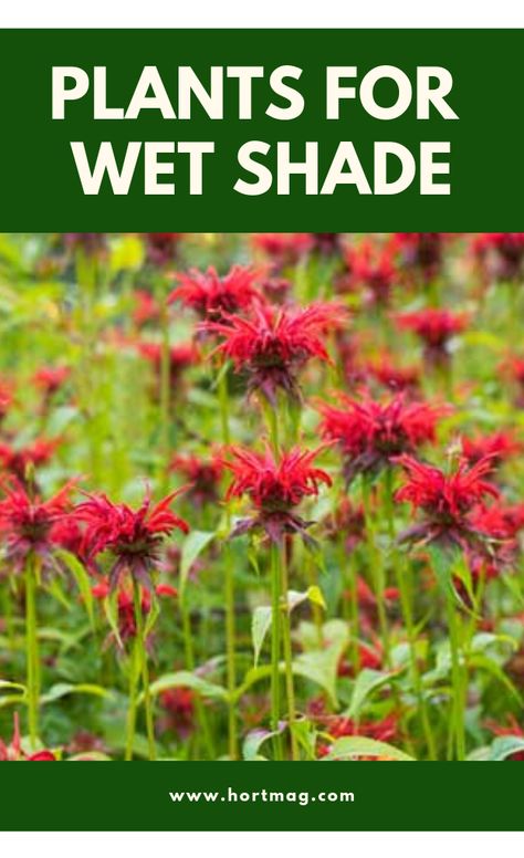 Flowers That Like Shade, Rain Garden Landscape, Rain Garden Design, Horticulture Garden, Plants Under Trees, Shade Garden Design, Bog Plants, Bog Garden, Shade Garden Plants