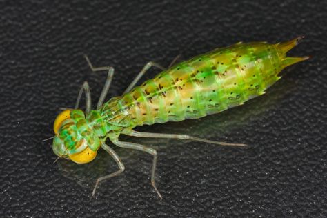 Dragonfly larva - aneneztli Dragonfly Larvae, Arthropods, Bugs, Insects, Stuffed Peppers