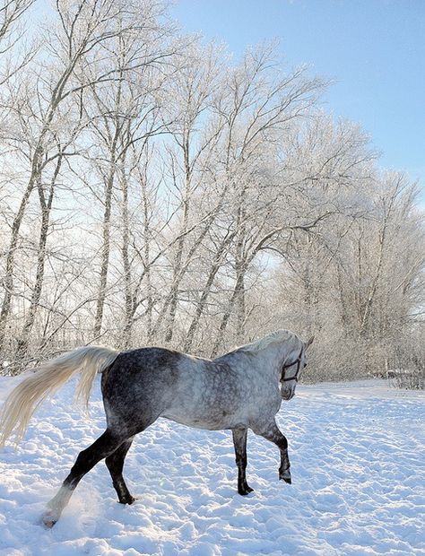 Winter Horse, Equestrian Aesthetic, Horse Boarding, Horse Aesthetic, All The Pretty Horses, Equestrian Life, White Horses, Cute Horses, Equine Photography