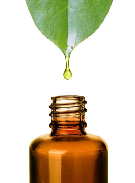 Tea tree oil could become your best friend. It shows major benefits for individuals who have blemish prone skin and it also has other benefits, too. Read more in our blog! #teatreeoil #blemish #skincare #haircare #natural #organic #diy #homeremedies #primallifeorganics #australianbodycare #healthy #lifestyle Tabel Periodik, Medicine Kit, Natural Bug Repellent, Essential Oil Safety, Aroma Therapy, Double Cleansing, Essential Oils For Skin, Bug Repellent, Melaleuca Alternifolia