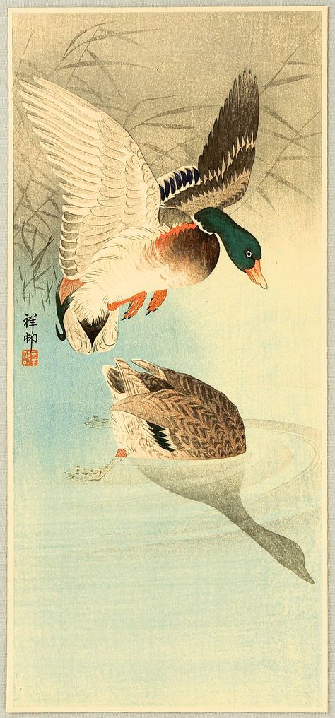 Koson Ohara "Shoson" (1877-1945) | Two Mallard Ducks in a Pond Date:1936 or earlier. Ducks In A Pond, Koson Ohara, Mallard Ducks, Duck Wallpaper, Japanese Art Styles, Japanese Woodblock Print, Ohara Koson, Japanese Art Prints, Japanese Woodblock