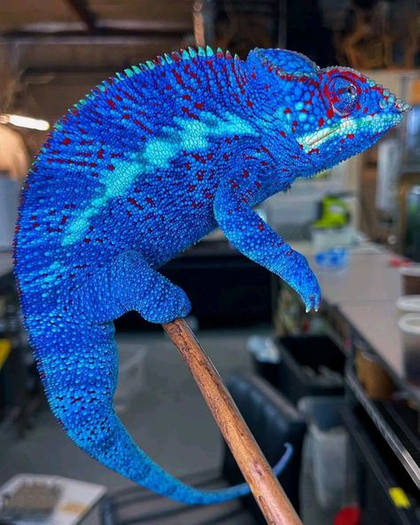 The Reptile Report _ There are no words! Incredibly blue panther chameleon owned by Highlighter Chameleons. TRR is made possible by Reptile Supply Panther Chameleon, Dream Pet, There Are No Words, Chameleons, No Words, Reptiles, Highlighter, Panther, Orange Color