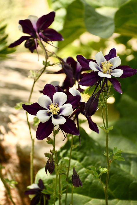 Colorado Columbines | Jessica Chau | Flickr Colorado Columbine, Flower Types, Columbine Flower, Paint Inspo, Flower Mural, Gothic Garden, Hanging Garden, All Flowers, Types Of Flowers